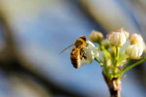 Up close of a bee on a cluster of white flowers.