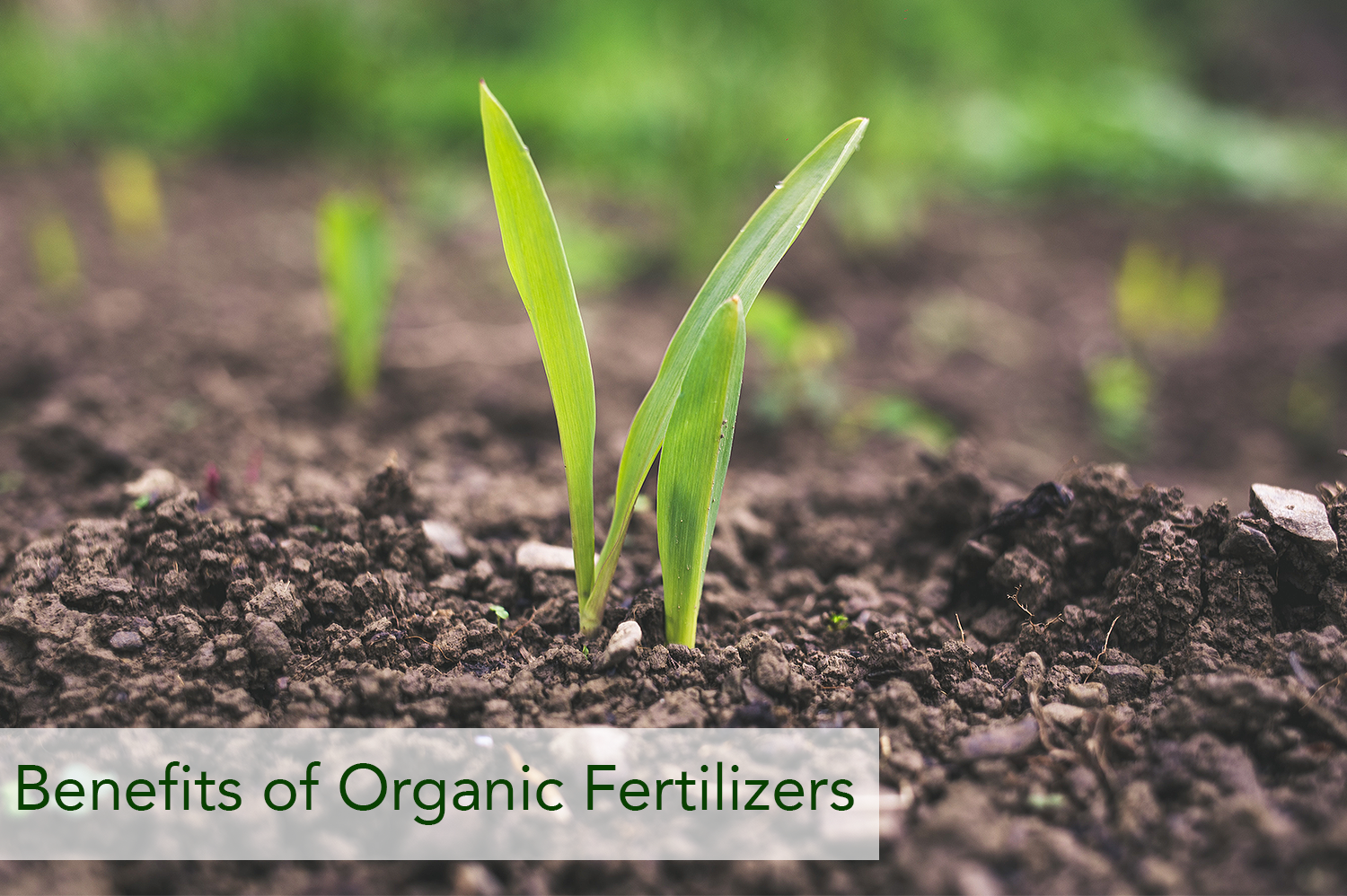 1st Choice Organic Fertilizer