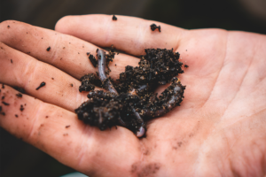 Person holding two earth worms covered in dark organic fertilizer earth.