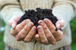 Gardn planning includes adding amendments to your soil;