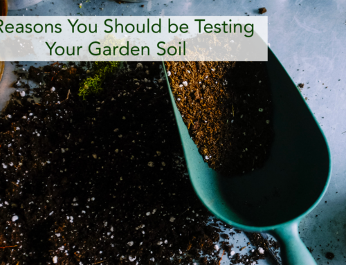 5 Reasons You Should be Testing Your Garden Soil