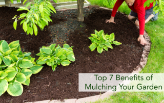 Anonyomius man mulching his garden with dark brown mulch.