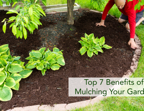 Top 7 Benefits of Mulching Your Garden