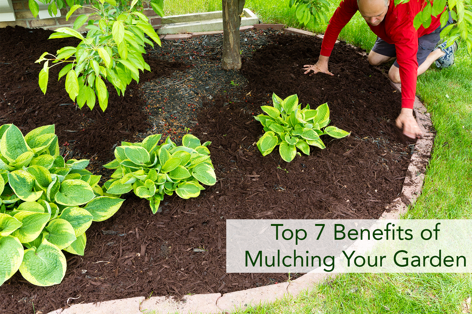 Anonyomius man mulching his garden with dark brown mulch.