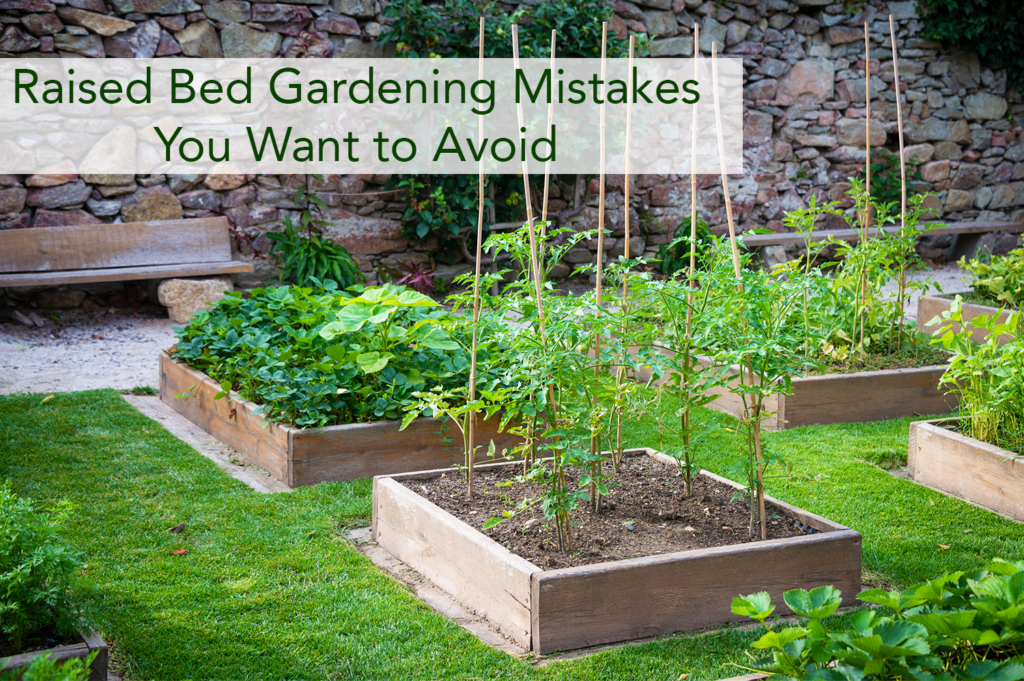 Raised Bed Gardening Mistakes You Want to Avoid Beaver Lakes Nursery