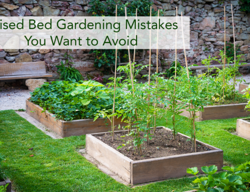 Raised Bed Gardening Mistakes You Want to Avoid