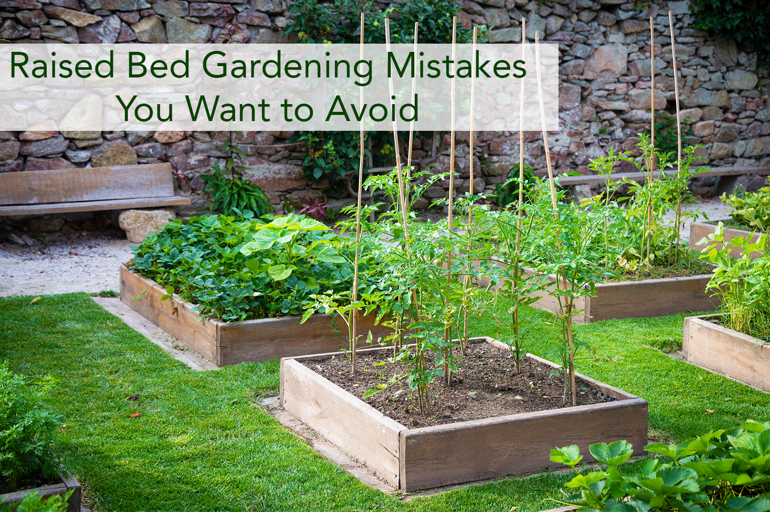 Raised bed gardening boxes with plenty of plants growing inside of them.