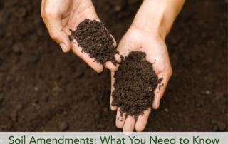 An anonymous person holding soil in their hands, fixed with soil amendments.