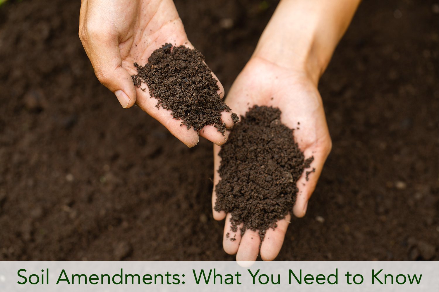 An anonymous person holding soil in their hands, fixed with soil amendments.