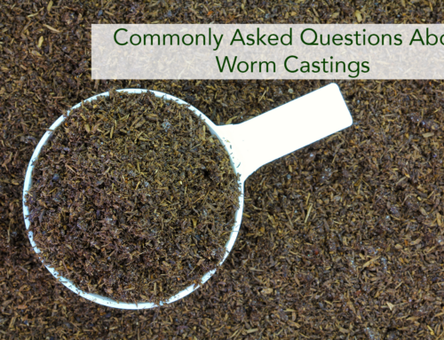 Commonly Asked Questions About Worm Castings
